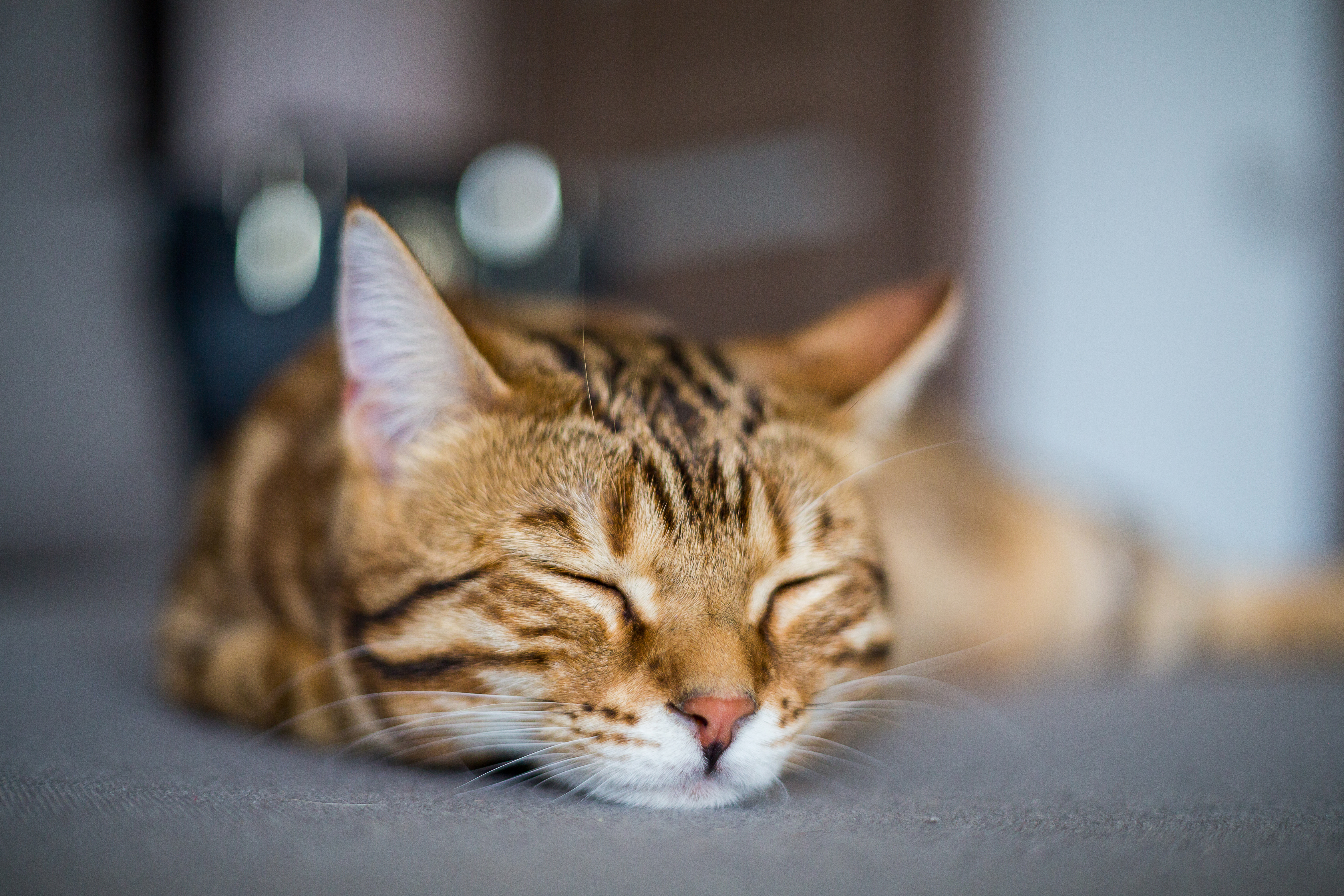 Kitten Sleep Guide